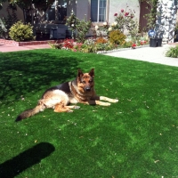 Artificial Lawn Unionville, Tennessee Hotel For Dogs, Front Yard