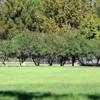 Grass Turf Surgoinsville, Tennessee Lawn And Landscape