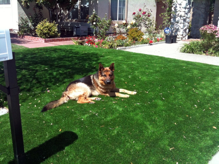 Artificial Lawn Unionville, Tennessee Hotel For Dogs, Front Yard