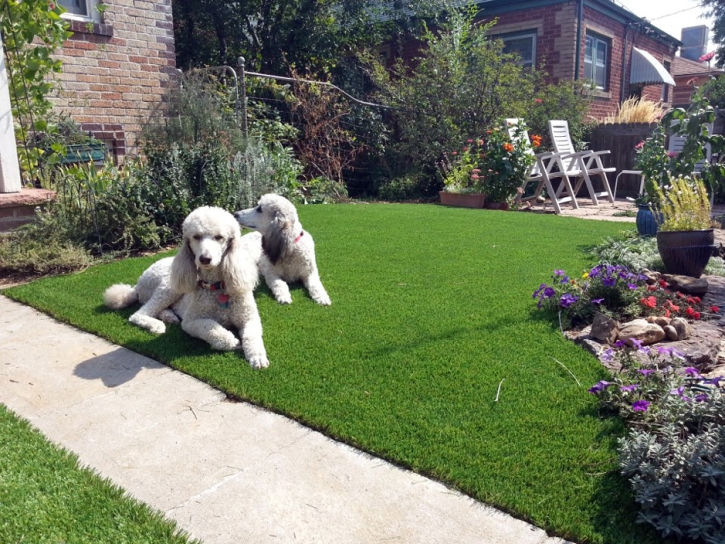 Grass Installation Bon Aqua Junction, Tennessee Dog Run, Front Yard Design